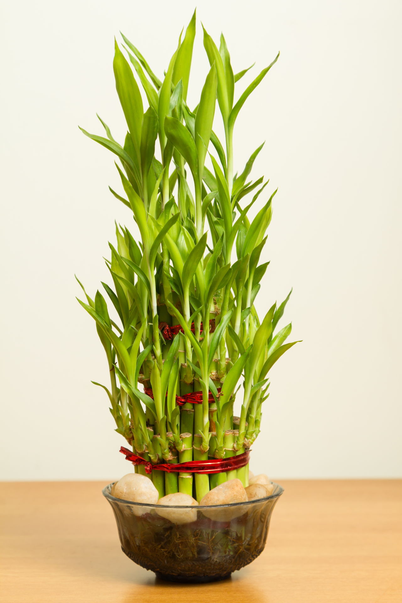 Bamboo Plant