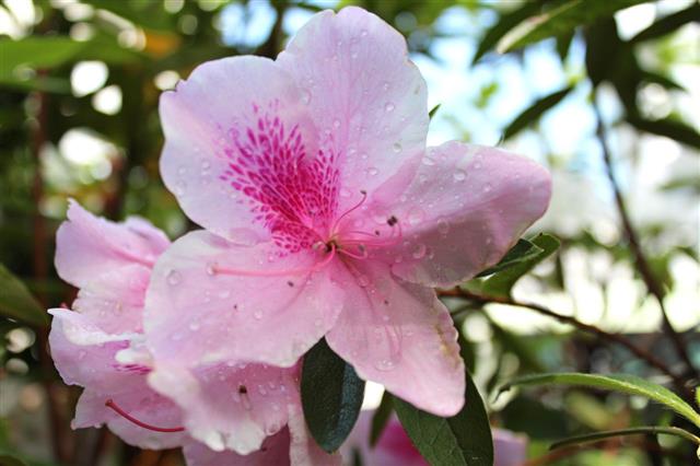 Pink Azaleas