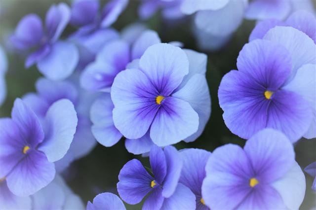 Pansy