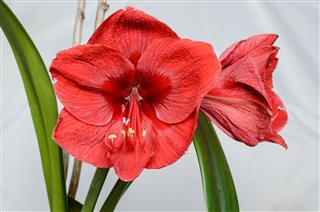 Amaryllis