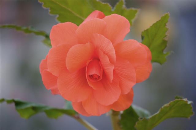 Begonia