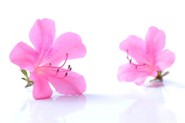 Japanese Pink Azalea Flower