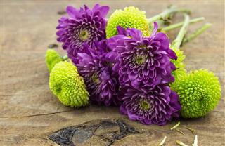 Green And Purple Chrysanthemum Flowers