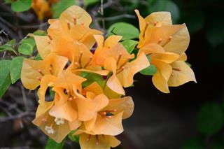 Bougainvillea