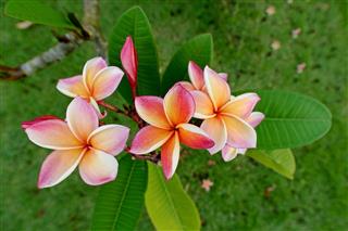 Frangipani Flowers