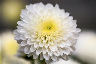 White Chrysanthemum Flower Petals