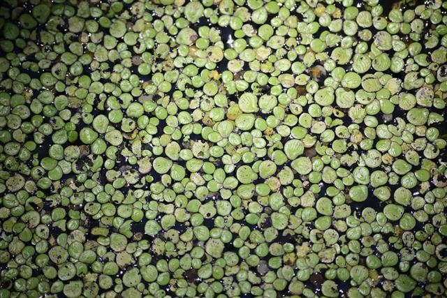 Green Duckweed