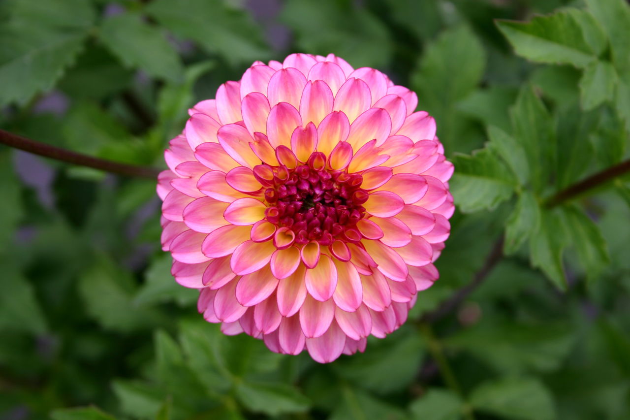 Dahlia