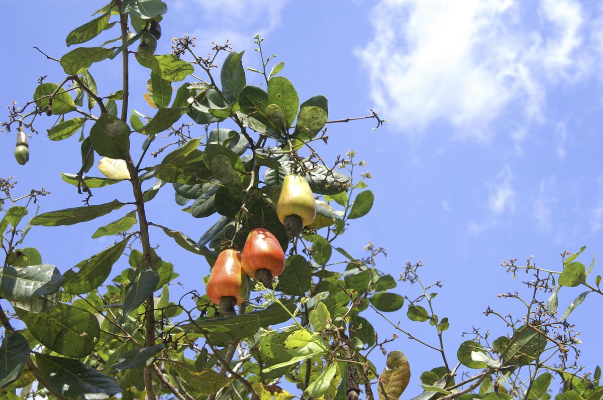 Cashew apple