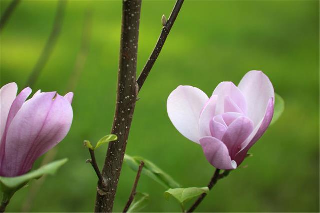 Magnolia Tree