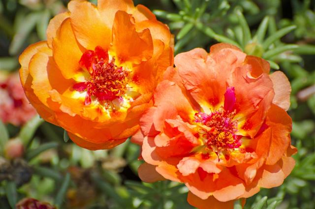Moss Rose