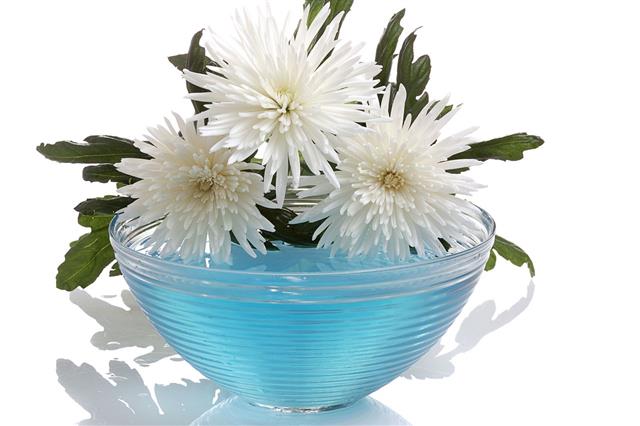White Chrysanthemum