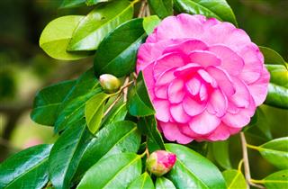 Fuchsia Camellia