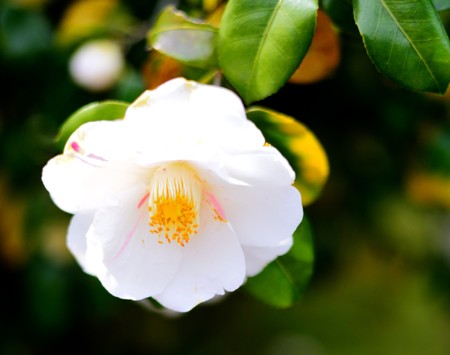 White camellias