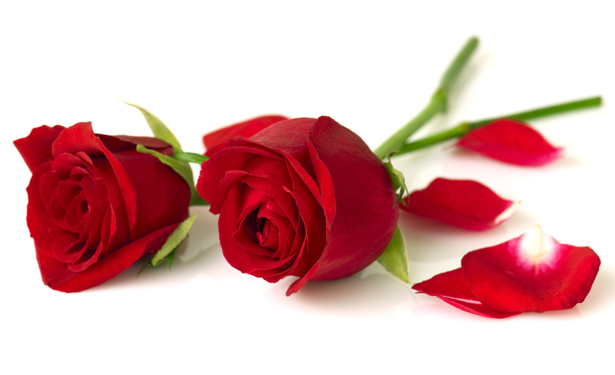 Red Roses