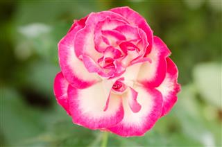 Pink Rose Flower