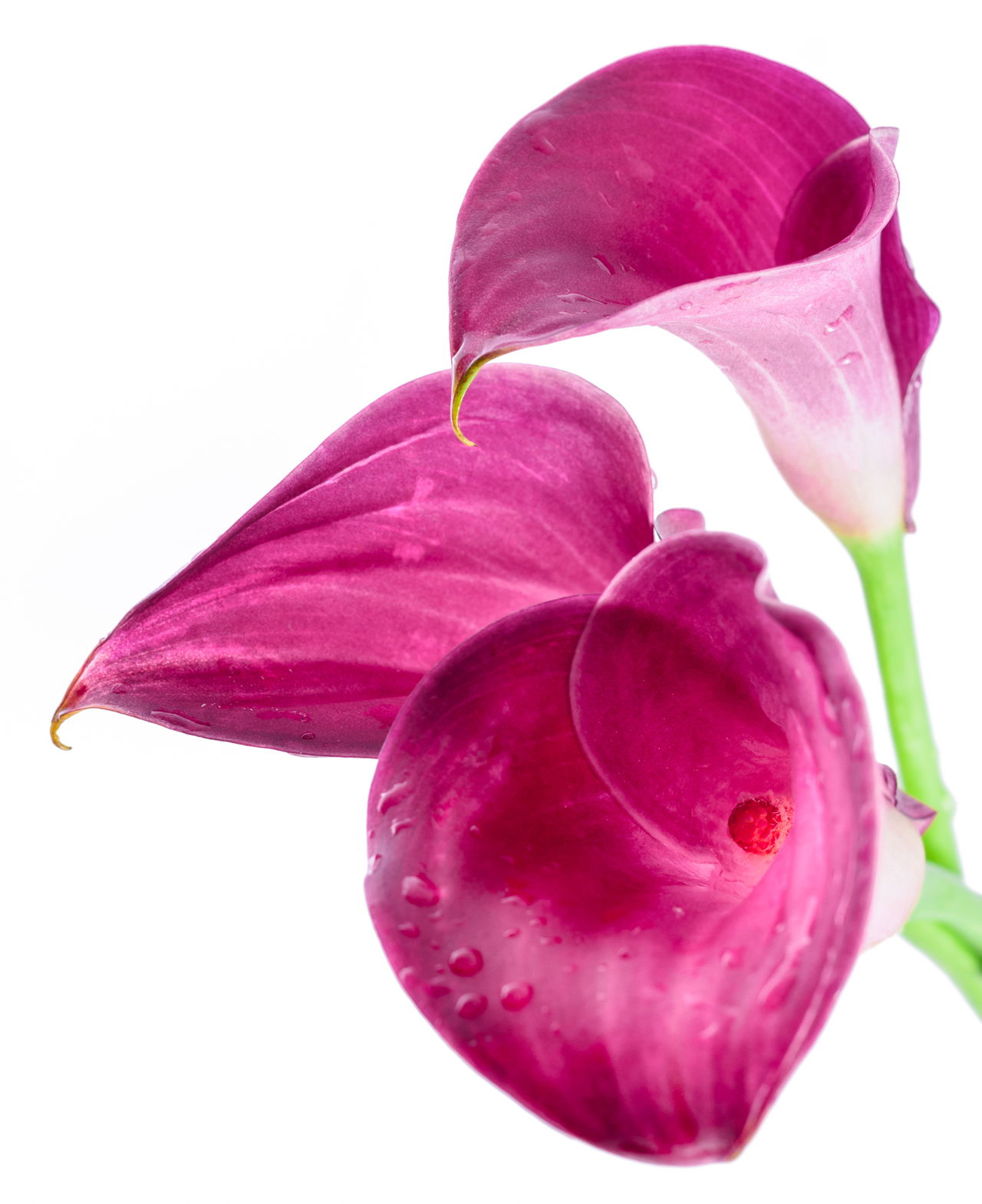 Three Pink Purple Calla Lily Flowers