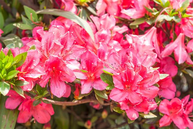Red Rhododendrons Flower