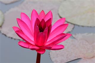 Red Lotus