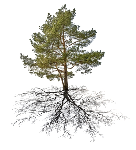 pine with black roots