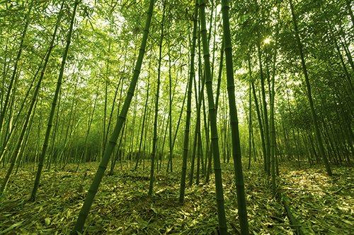Forest of Mature Bengal Bamboos