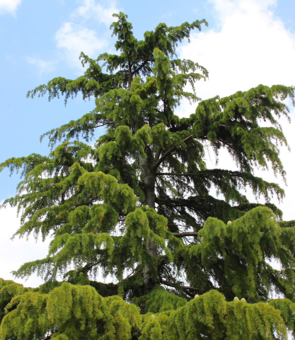 Image of tall deodar cedar tree