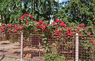 Red Roses And Pine Trees