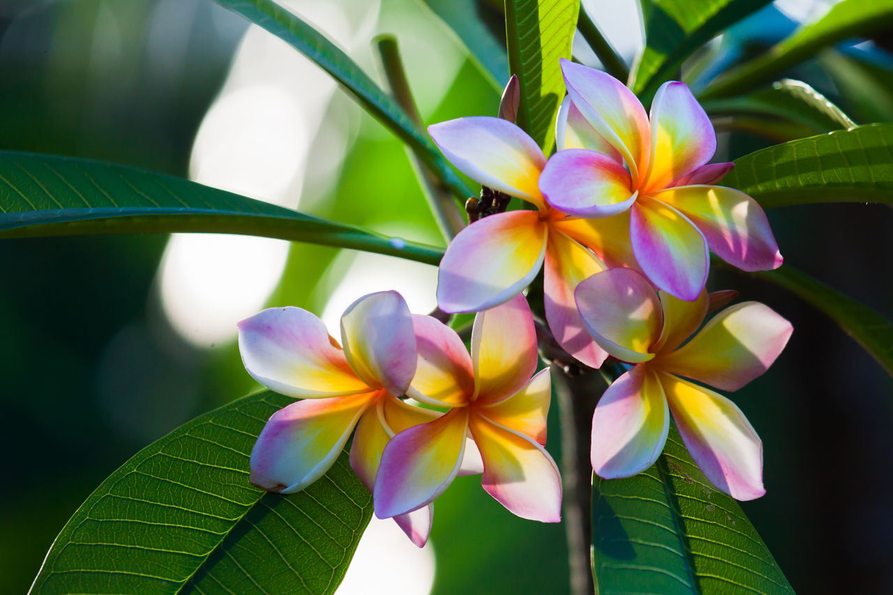 Plumeria Flowers