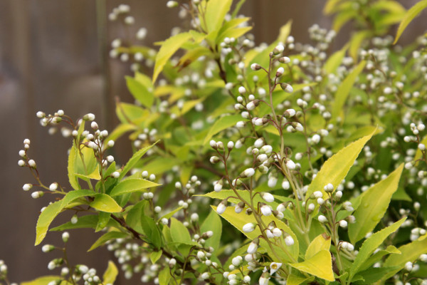 Deutzia and chardonnay pearls
