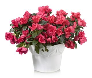 Red Azalea