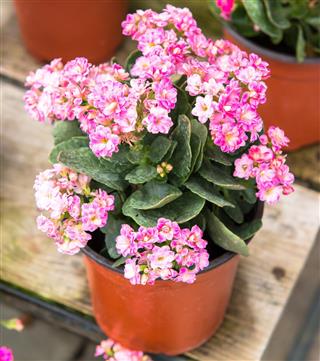 Beautiful Kalanchoe House Plant