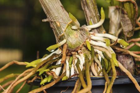 healthy roots