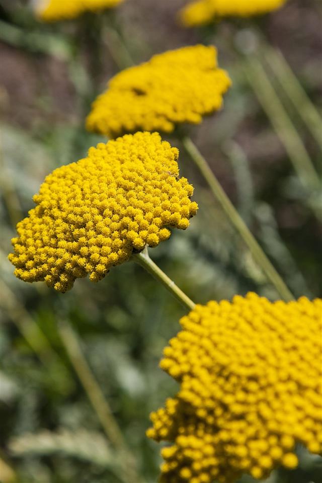 Fernleaf Yarrow