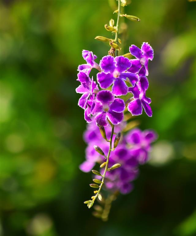 Flower Duranta In The Garden