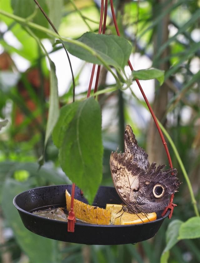 Beautiful Butterfly