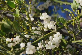 Mistletoe Berries