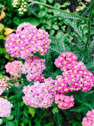 Yarrow In The Garden