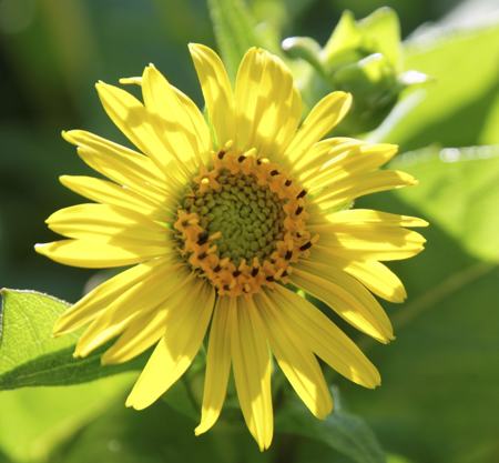 cup plant