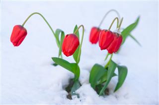 Red Tulip In Snow Sunny Morning