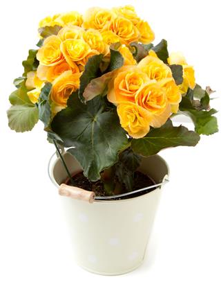 Yellow Begonias Flower