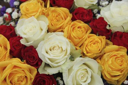 yellow, red and white roses