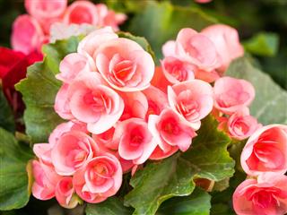 Begonia Flowers