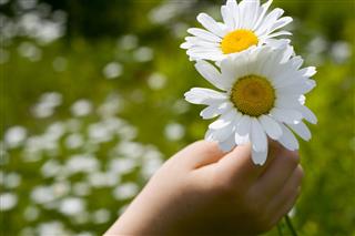 Hand With Flower