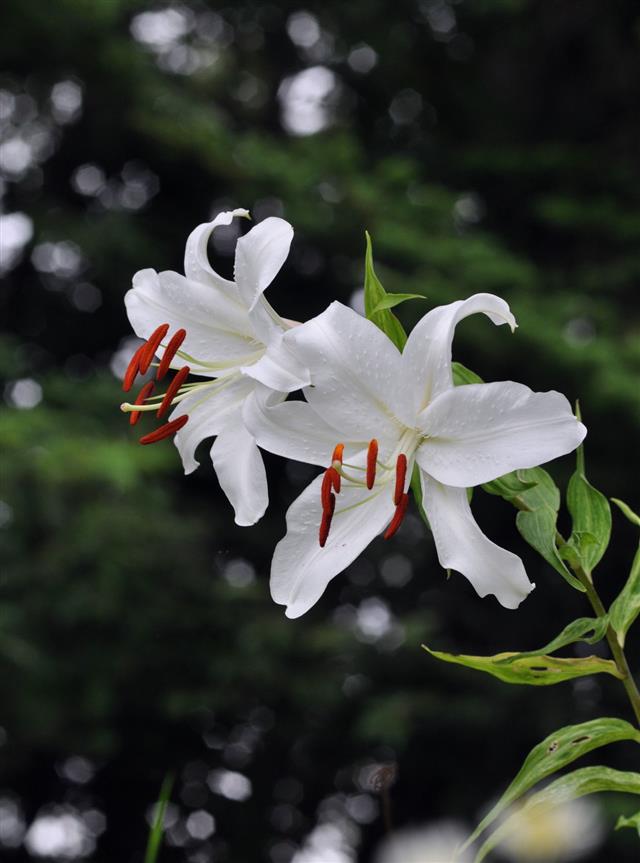 White Lily