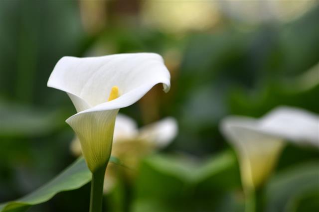 Calla Lily