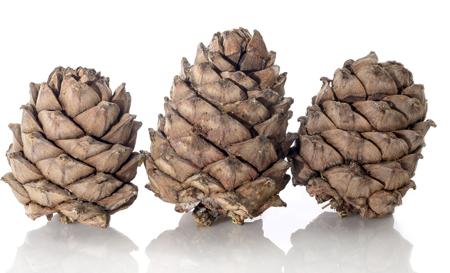 Conifer cones