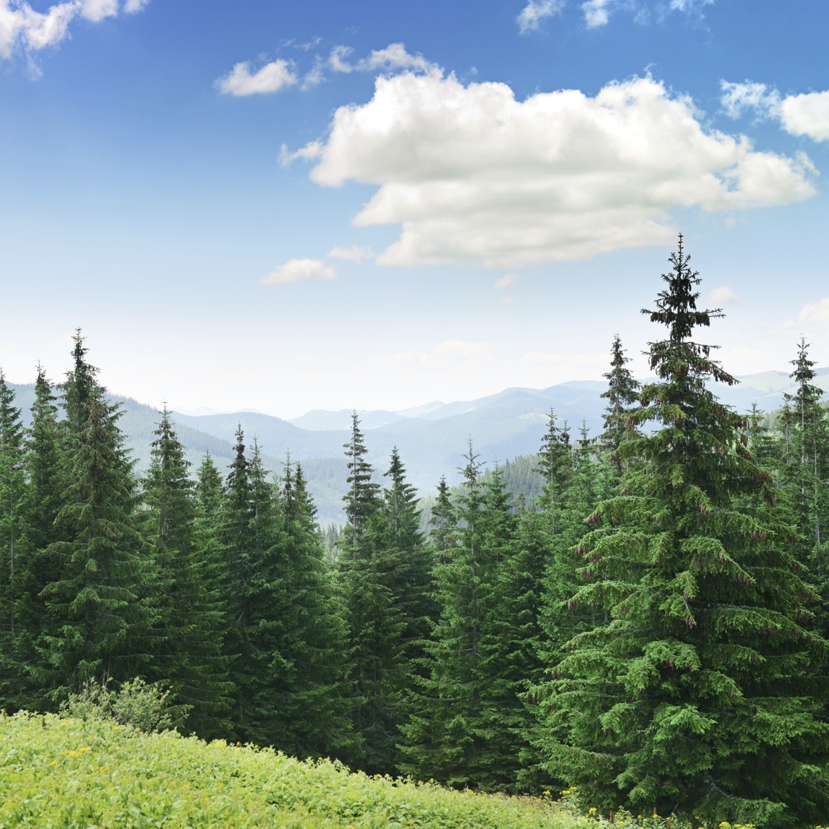 PINE-TREE2