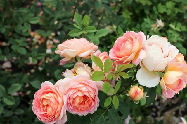Blooming roses
