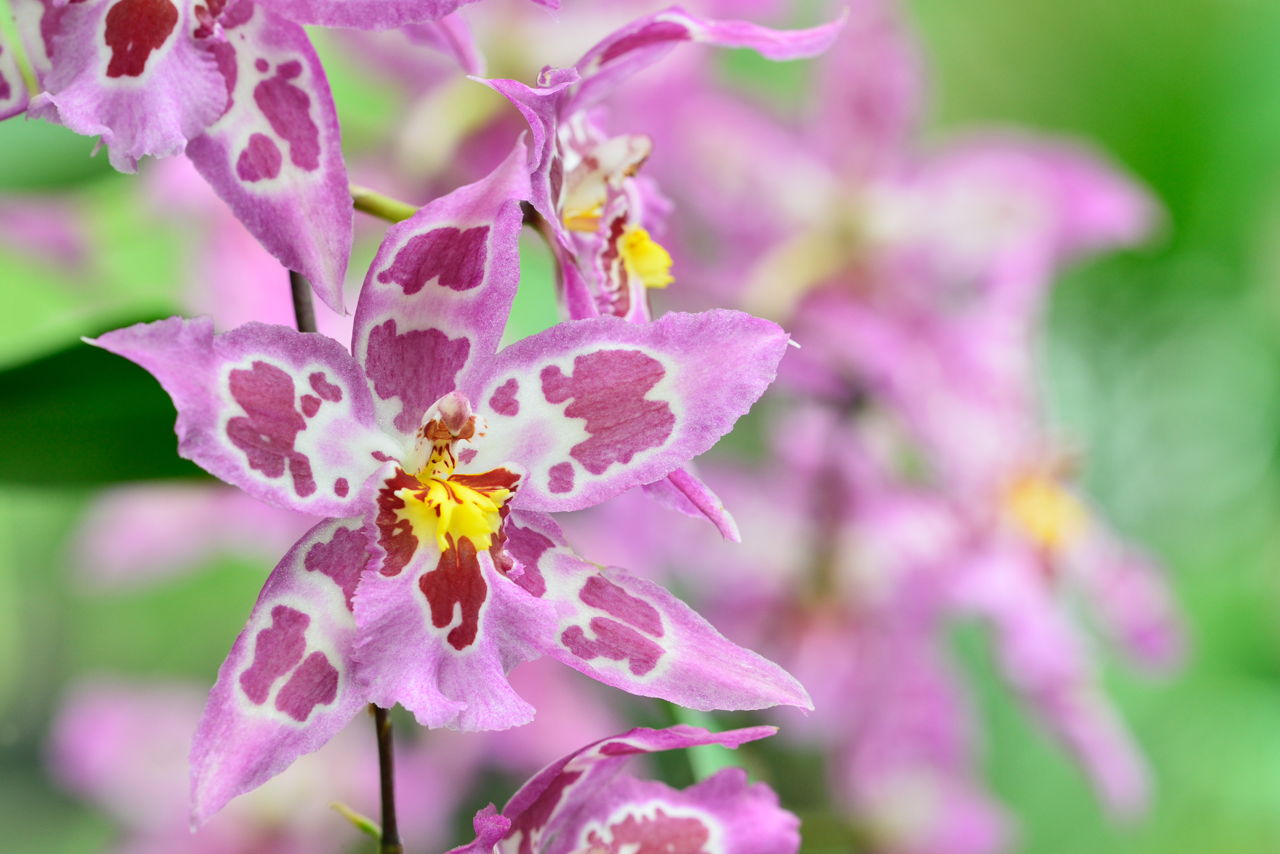 Orchids