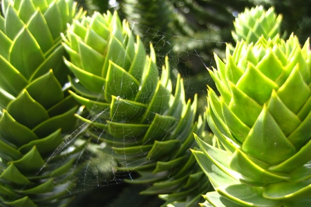 Closeup of the Foliage of Monkey Puzzle tree